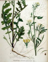 Image result for Erucastrum arabicum