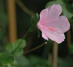 Image result for Pavonia senegalensis