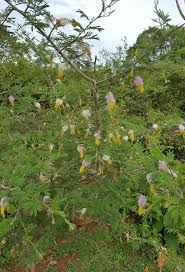 Image result for Alantsilodendron pilosum