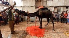 Camel qurbani by expert qasai. 190 Animals Ideas Animals Animals Beautiful Animals Wild