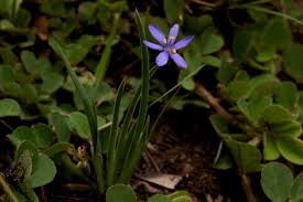 Image result for Aristea abyssinica