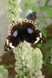 Image result for Pentas micrantha