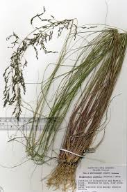 Image result for Eragrostis curvula