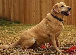 Maybe you would like to learn more about one of these? Labrador Golden Retriever Mix Archives Dogs Vets Trending Dogs Stories