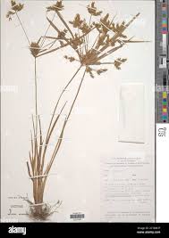 Image result for Cyperus sp. no. 1