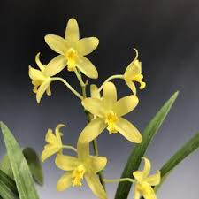 Image result for Ansellia