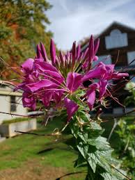 Image result for Cleome spinosa