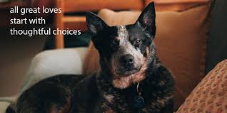 Lancaster puppies advertises puppies for sale in pa, as well as ohio, indiana, new york and other states. Puppies For Sale From Registered Dog Breeders In South Australia Sa