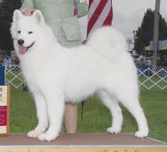 Look at pictures of samoyed puppies who need a home. Samoyed Dog Shipping Rates Services