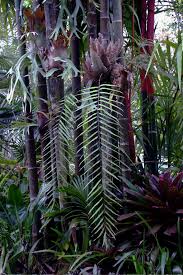 Image result for Drynaria