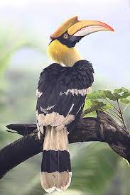 Great Hornbill Wikipedia Nature Photography Animals Bird Photos Photography Beautiful Birds