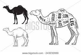 For this reason, they are called the ships of the desert. Cut Camel Set Poster Vector Photo Free Trial Bigstock