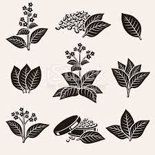 Collection Tobacco Leaf Set Editing Size And Color Tobacco Leaf Leaf Illustration Leaf Drawing