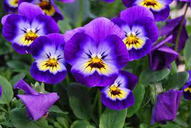 Plant in fall or spring when cooler temperatures help them get a healthy start. Growing Viola Flower For Cool Season Delight Morflora