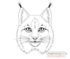 How To Draw A Lynx Face Head Step By Step Easydrawingtips Cat Face Drawing Geometric Art Animal Drawings