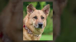 We had 9 they are 1st litters generation from the same parents. German Shepherd Puppies Scarborough Maine German Shepherd Puppies For Sale In Maine Me Purebred Trick Tr Aining With Puppy And Pony Hakkunmattata