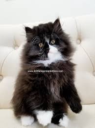 Black And White Persian Cat Pin By Joan On Persian Kittens In 2020 Persian Kittens White Persian Kittens Kittens