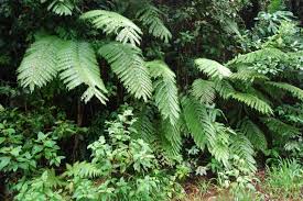 Image result for Amblovenatum opulentum