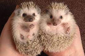 Hedgehogs As Pets Hedgehog Pet Pygmy Hedgehog Baby Hedgehog