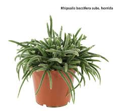 Image result for Rhipsalis baccifera
