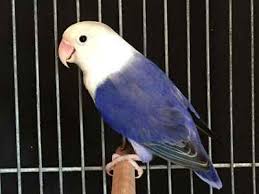 We did not find results for: Ciri Umum Burung Lovebird Kepala Elang Beserta Gambar Dan Harganya