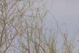 Image result for Parkinsonia africana