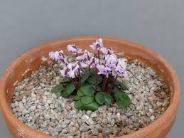 Image result for Cyclamen parviflorum