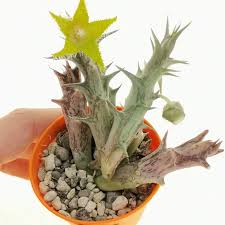 Image result for Orbea dummeri