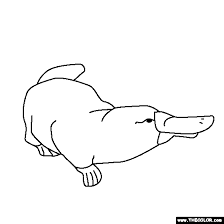 You can now download the best collection of platypus coloring pages image to print. Baby Platypus Coloring Page