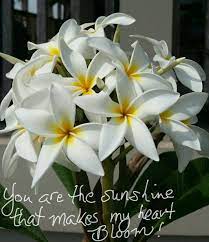 Sunshine Plumeria Flowers Quote The Shell Lady Plumeria Flowers Funeral Flowers Flower Aesthetic