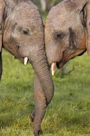 Best Elephant Photos You Never Seen Before Animals Comparison Elephants Photos Cute Animals Animals
