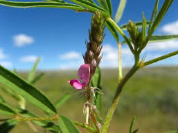 Image result for Indigofera charlieriana