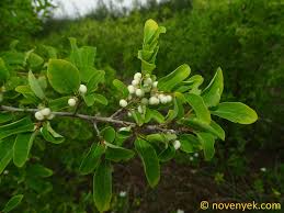 Image result for Flueggea