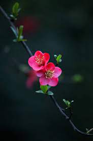 Magnoliaviolette Flower Pictures Flower Photos Flower Aesthetic