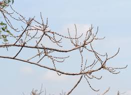 Image result for Lannea virgata