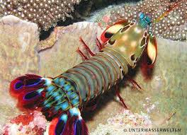 Pin By Yasin Sahin On Tiere Animals Mantis Shrimp Saltwater Fish Tanks Ocean Creatures
