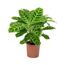 Calathea Zebrina Zebra Plant In 2020 Zebra Plant Calathea Plant Calathea