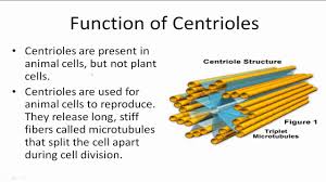 Schimper was the first to provide a clear definition. Function Of Centrioles Youtube