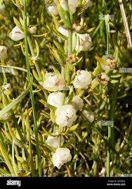 Image result for Pollichia campestris