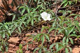 Image result for Merremia quinquefolia