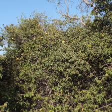 Image result for Landolphia ligustrifolia