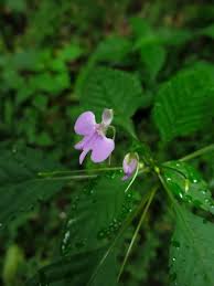 Image result for Impatiens hochstetteri