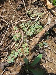 Image result for Euphorbia serpens