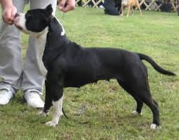 Ch Dassny Djomlas Amstaff American Pitbull Terrier Terrier Staffordshire Terrier