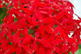 Maybe you would like to learn more about one of these? Red West Indian Jasmine Flower Or Ixora Lobbii Loud Stock Photo Picture And Royalty Free Image Image 21723896