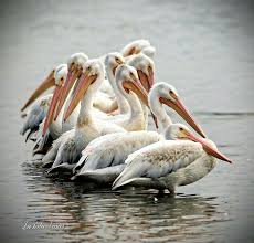 Birds Of Southern Illinois Pelicans Williamson County Southern Illinois Birds Southern Illinois National Wildlife Refuge Crab Orchard