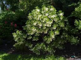 Image result for Chionanthus