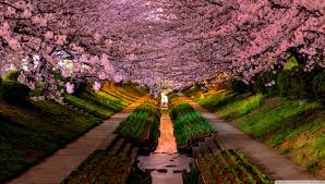 Desktop Background Springtime Hd Wallpapers You can also upload and share your favorite 4k spring wallpapers. desktop background springtime hd