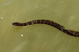They never bite, but they are very wiggly! Water Snakes In North Carolina 13 Species With Pictures Wildlife Informer