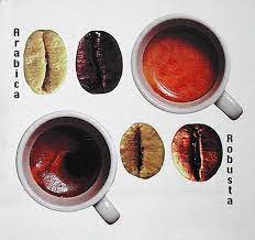 Coffee Bean Species Arabica And Robusta Kaffeerosterei Kaffee